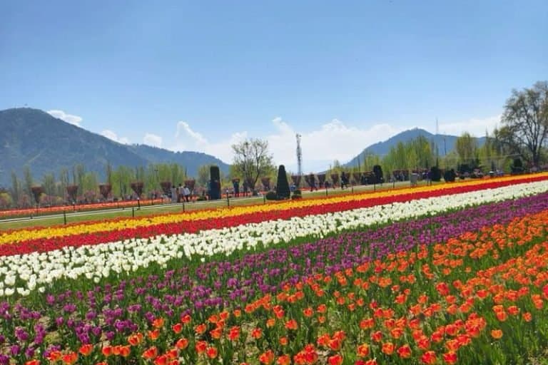 Kashmir (4)
