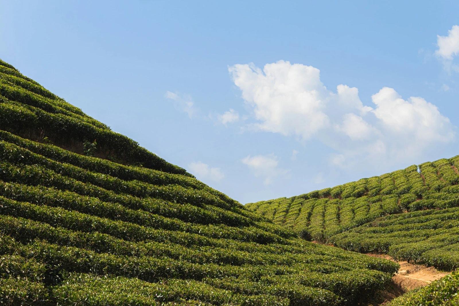 Darjeeling Tour Packages