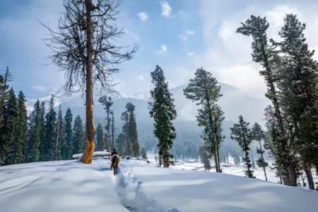 Kashmir Paradise