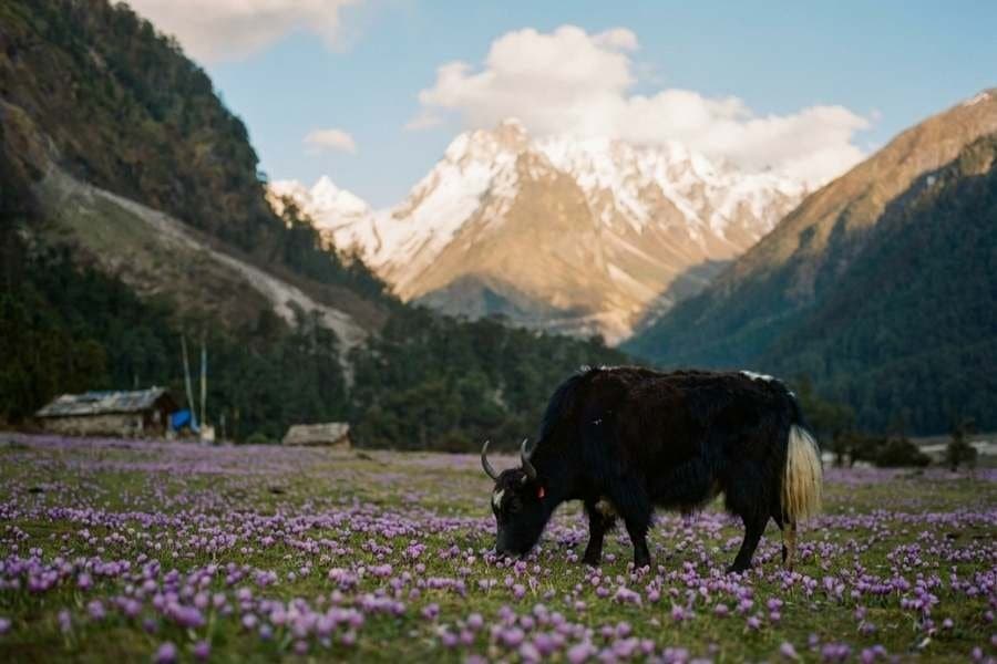Yumthang Valley Sikkim: Flowers, Snowfall and the Soul of the North Sikkim
