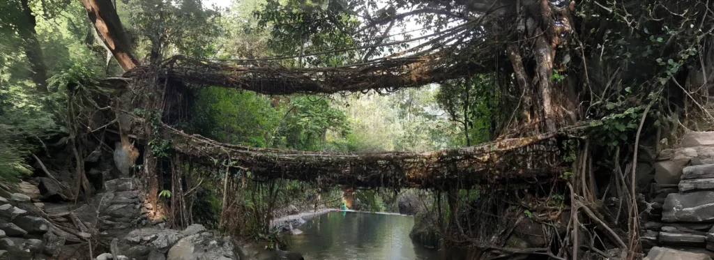 living root bridge, meghalaya, shillong