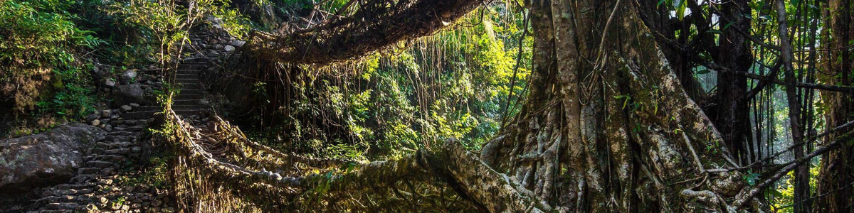 living route bridge of our meghalaya backpacking tour