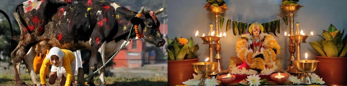 gai tihar 
