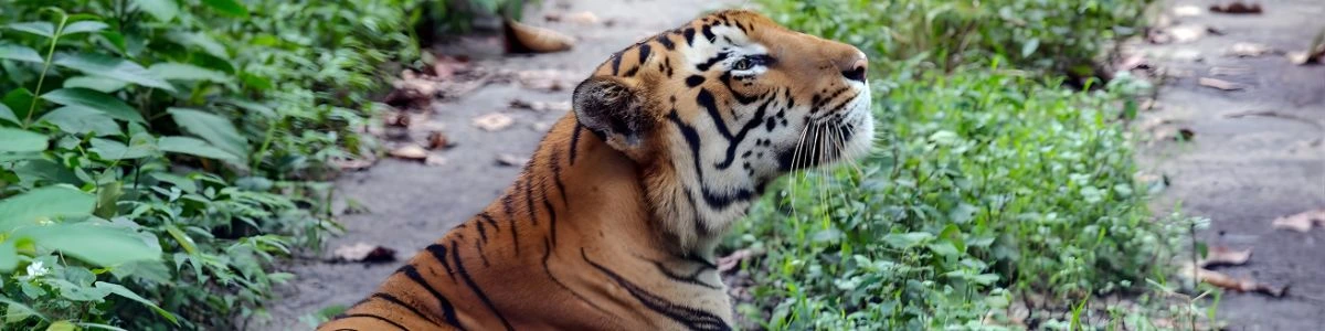 Bengal Safari Siliguri