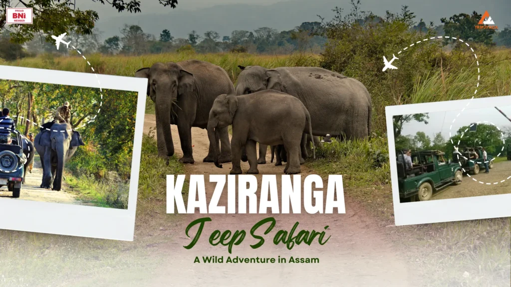 kaziranga jeep safari