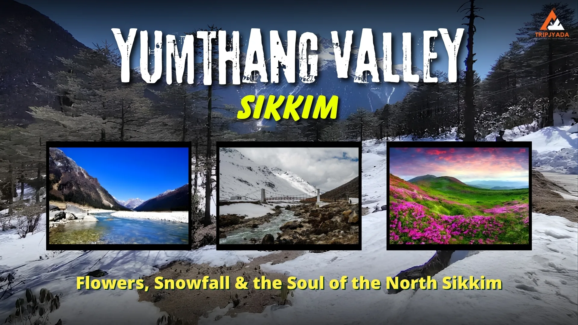 Yumthang Valley Sikkim