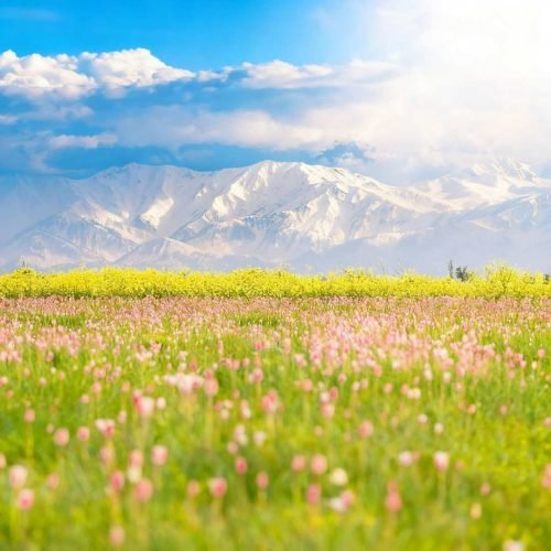 Kashmir beauty in winter